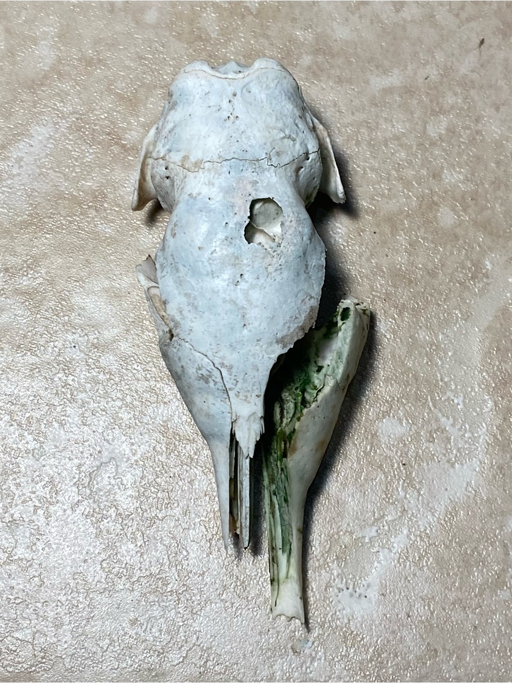 armadillo skull